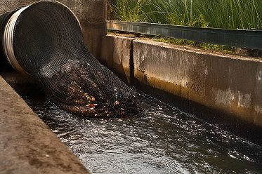 StreamSentry Drain Pipe Net Catching Debris